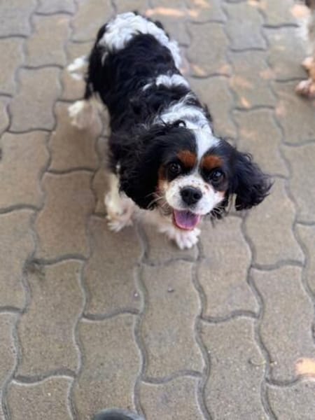 Rozi  sanfte Cavalier-Seele sucht ein Zuhause mit Geborgenh