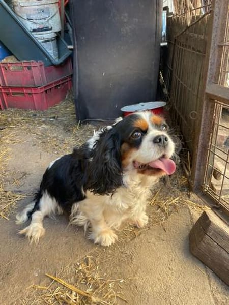 Rozi  sanfte Cavalier-Seele sucht ein Zuhause mit Geborgenh