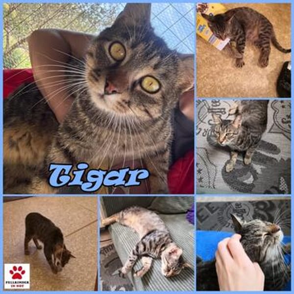 Schmusekater Tigar sucht passende Dosenöffner