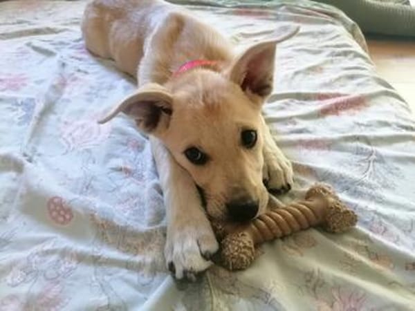 SUNI, sanfte junge Dame sucht