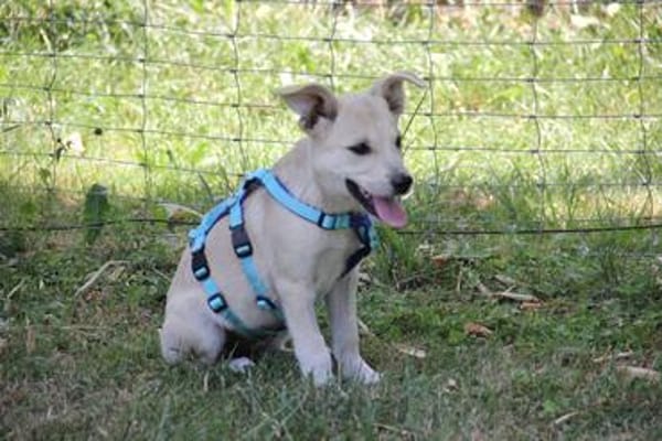 SUNI, sanfte junge Dame sucht