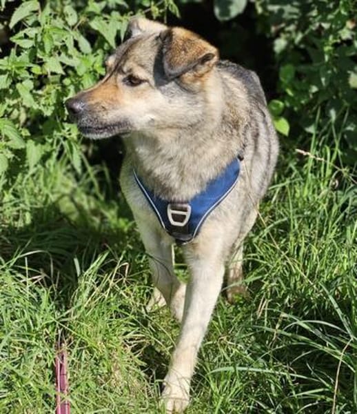 Sanfte Hundeomi KATE sucht ♥‼