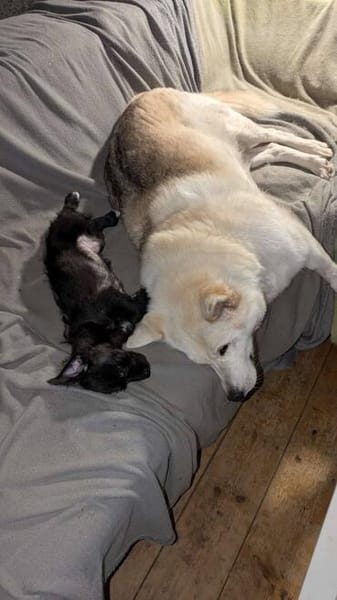 Süßer Oreo🌺 sucht liebevolles Zuhause