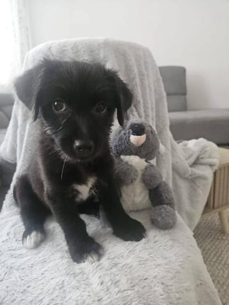 Süßer Oreo🌺 sucht liebevolles Zuhause