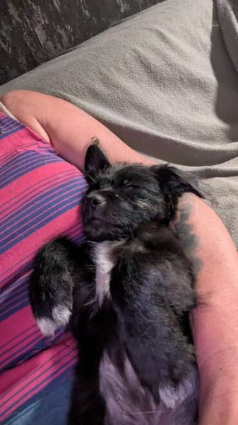 Süßer Oreo🌺 sucht liebevolles Zuhause