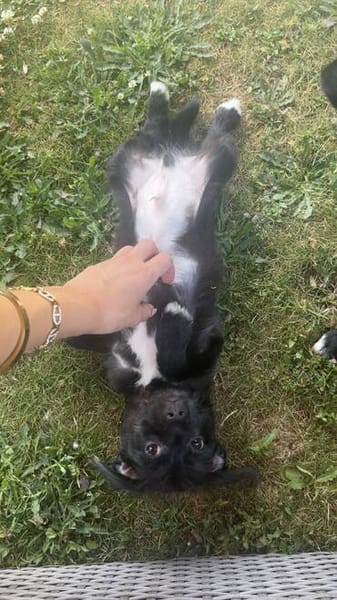 Süßer Oreo🌺 sucht liebevolles Zuhause