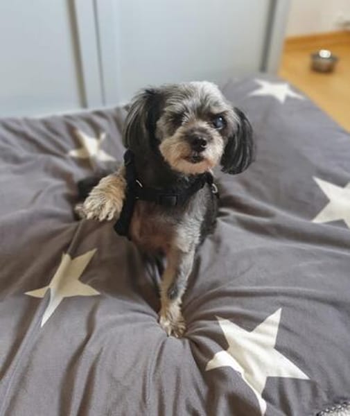 Nana-kleine brave Hündin sucht Für-immer-Zuhause
