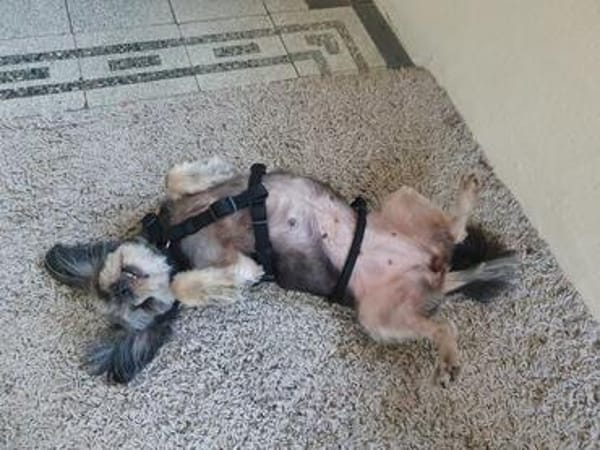 Nana-kleine brave Hündin sucht Für-immer-Zuhause