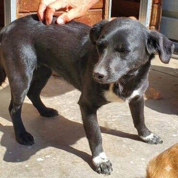 Fee💕wartet in 39646 Oebisfelde