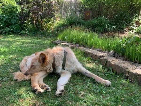 Lieber Luca sucht seine Familie