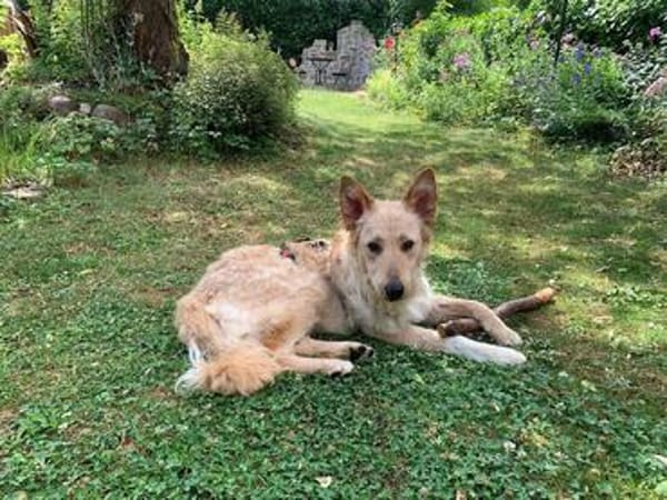 Lieber Luca sucht seine Familie