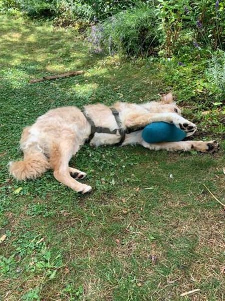 Lieber Luca sucht seine Familie