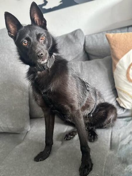 Frutti- lebensfrohe kleine Hündin, 1,5 Jahre alt