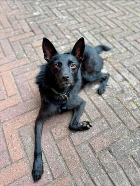 Frutti- lebensfrohe kleine Hündin, 1,5 Jahre alt