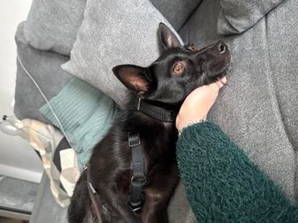 Frutti- lebensfrohe kleine Hündin, 1,5 Jahre alt