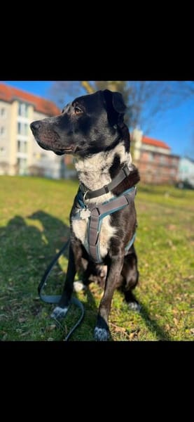 Flynn aus 44532 Lünen sucht ein erfahrenes zu Hause