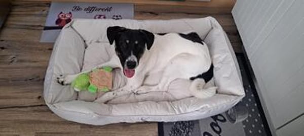 Zoey sucht ihr Für-immer-Zuhause!