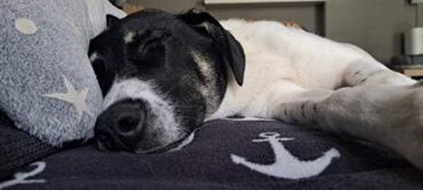 Zoey sucht ihr Für-immer-Zuhause!