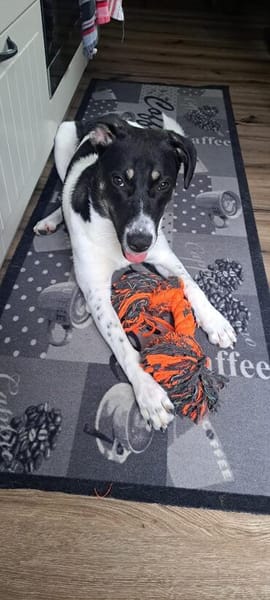 Zoey sucht ihr Für-immer-Zuhause!