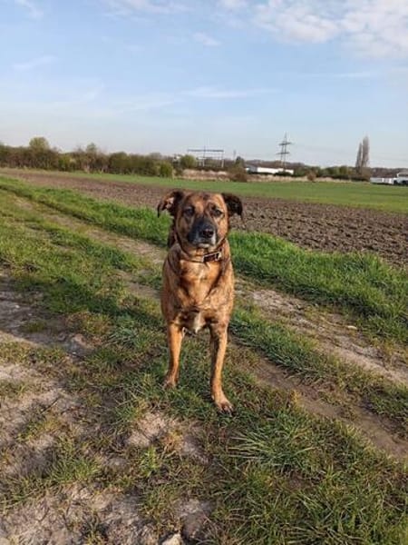 Perseas aus 50997 Köln sucht sein Zu Hause