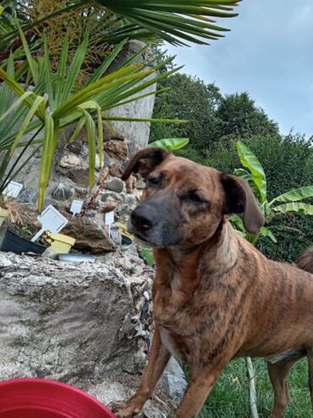 Perseas aus 50997 Köln sucht sein Zu Hause