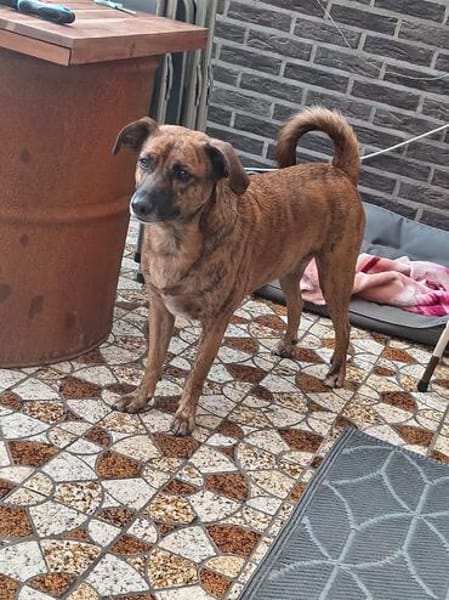 Perseas aus 50997 Köln sucht sein Zu Hause