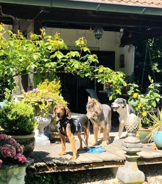 Joschi, sucht seine Herzensmenschen