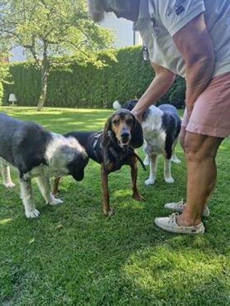 Joschi, sucht seine Herzensmenschen