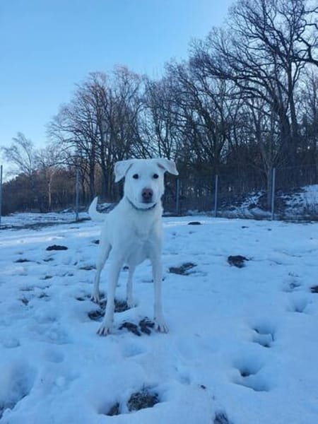 Traumhund sucht Traumzuhause