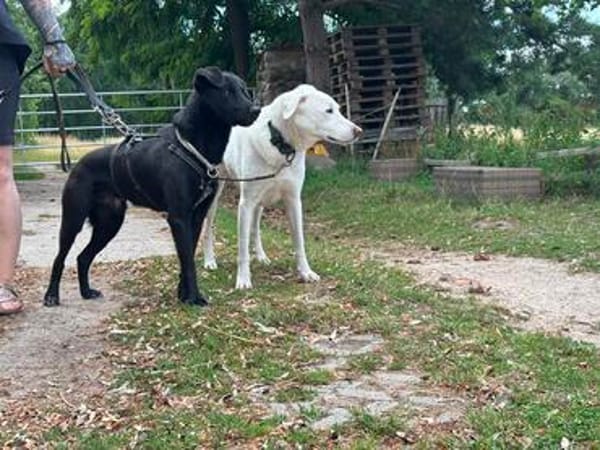 Traumhund sucht Traumzuhause