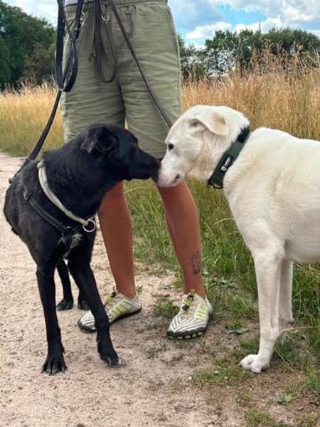Traumhund sucht Traumzuhause