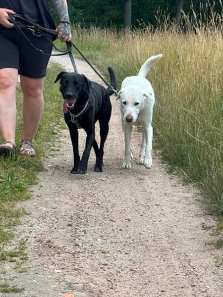 Traumhund sucht Traumzuhause