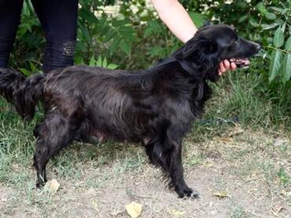 Nelda -Liebevolle Hundemama sucht ihr Glück