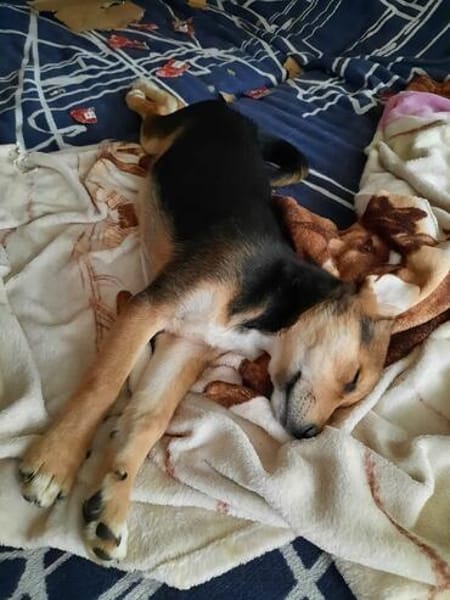 Süße Ronja🌺 sucht liebevolles Zuhause