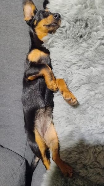 Sippi, süßes Dackelmischlings Welpen Mädchen