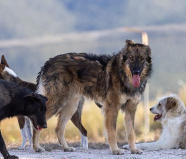 Lobo - Zuhause gesucht