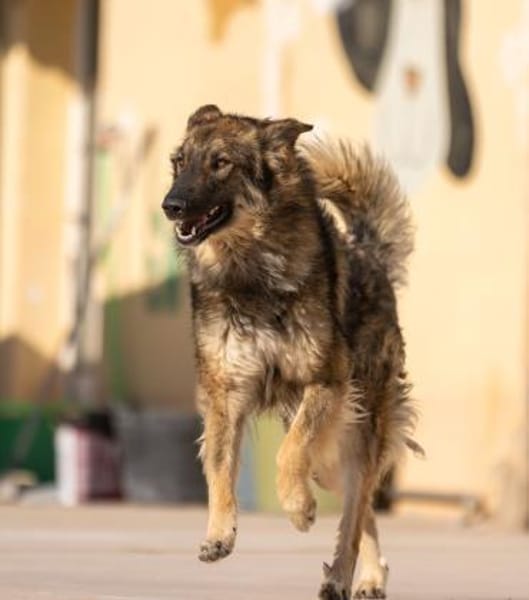 Lobo - Zuhause gesucht