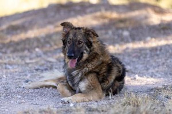 Lobo - Zuhause gesucht