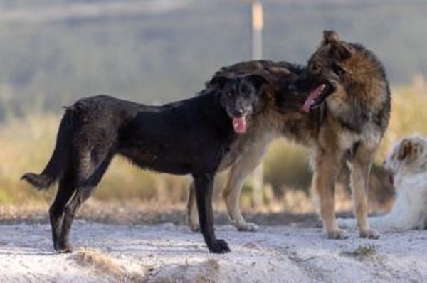 Fox - Zuhause gesucht