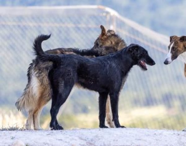 Fox - Zuhause gesucht