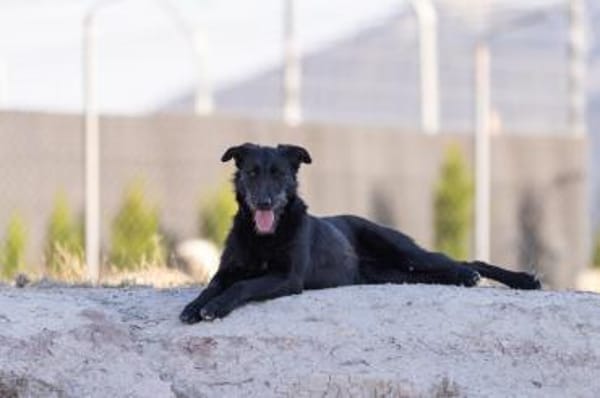 Fox - Zuhause gesucht