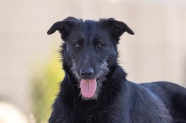 Fox - Zuhause gesucht