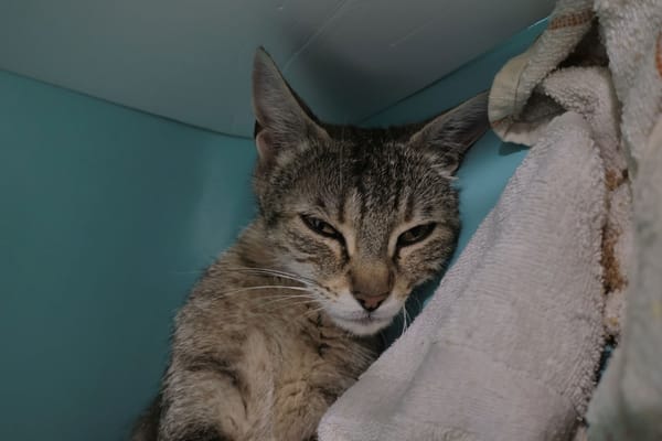 RAJAH