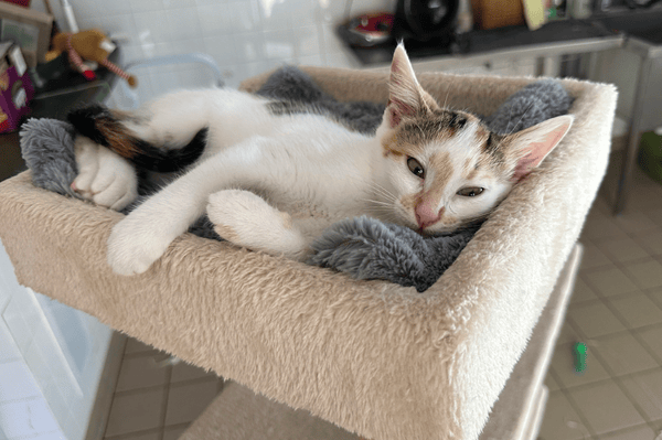 Bella