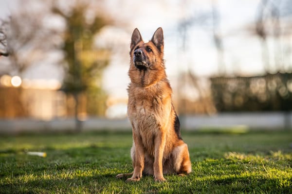 Orla