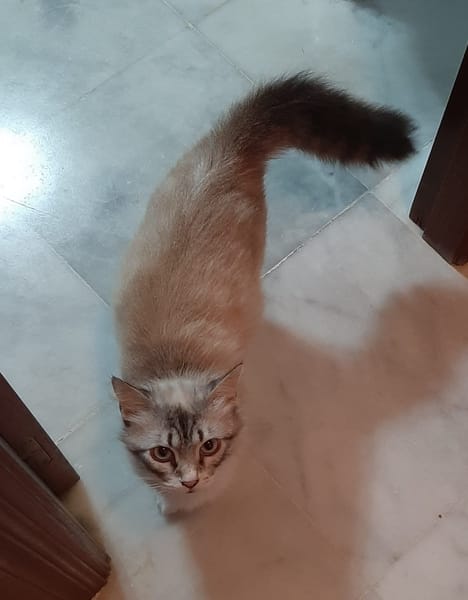 NENUFAR