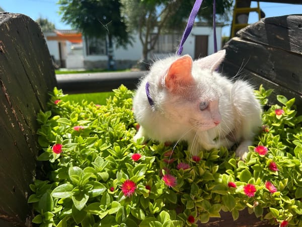 PERLA