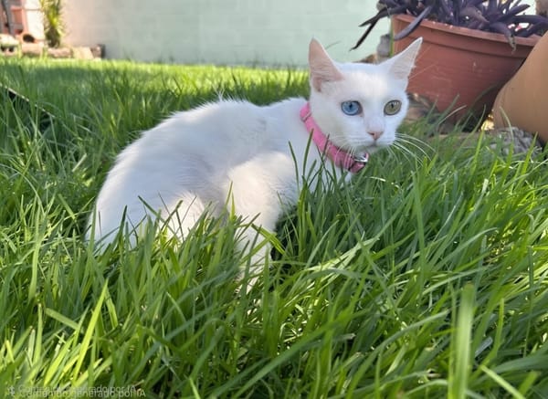 PERLA