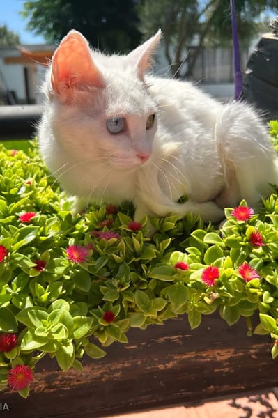 PERLA
