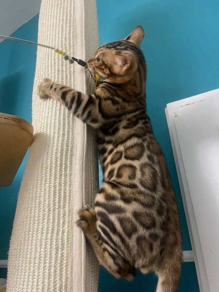 GATTINI BENGALA